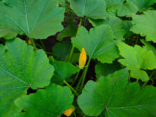 Pumpkin with Leaves