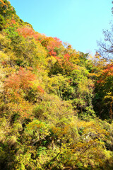 粟又の滝付近 千葉県夷隅郡大多喜町
