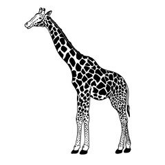 African giraffe. Black color. PNG illustration.