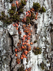 Close-up shot of a group of adult and young red and black firebugs (Pyrrhocoris apterus) in the summer showing aggregation behaviour on the tree bark