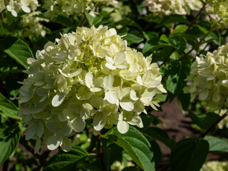 Hydrangea paniculata 'Little lime' - compact, bushy shrub flowering with profusion of large...