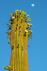 Saguaro cactus in bloom (Carnegiea gigantea)
