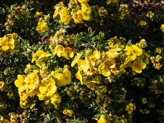 Shrubby cinquefoil (Pentaphylloides fruticosa) 'Gold teppich' flowering with very large golden-yellow flowers