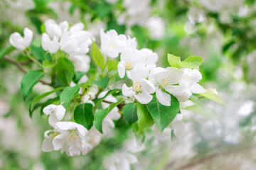 Blooming white apple tree flowers in springtime under sunlight, close up.