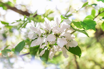 Blooming white apple tree flowers in springtime under sunlight, close up.
