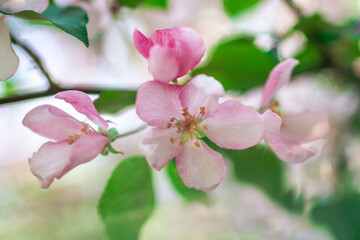 Fototapeta na wymiar Beautiful blossom pink apple tree flowers in springtime under sunlight, close up.