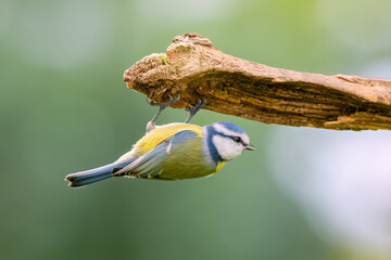 Sportliche Blaumeise