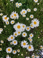 daisies in a field