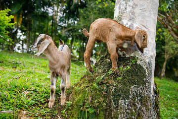 Two baby goats play on a farm. Dominican republic
