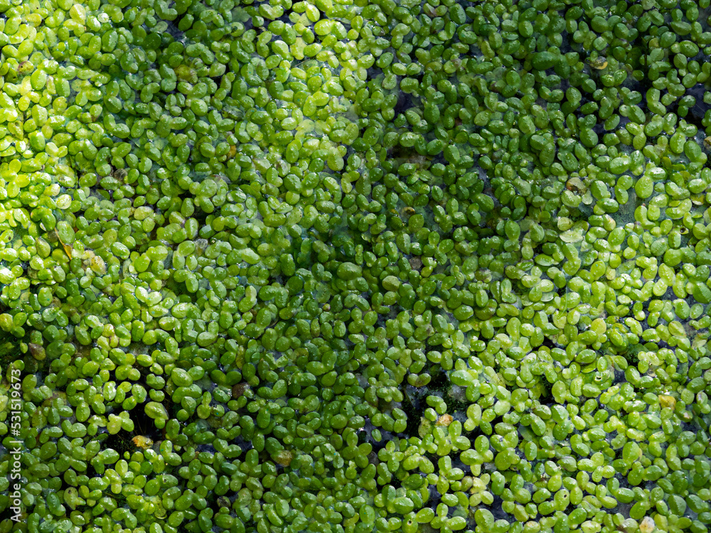 Wall mural Abstract natural background of plants with shadows.