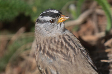 A close up of a male sparrow