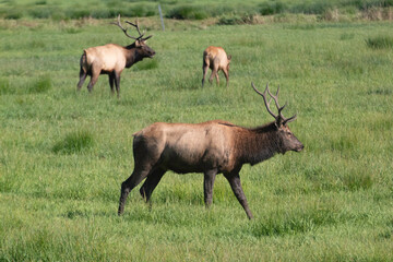 A Roosevelt Elk Buck walking among the herd.