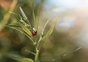 Ladybug on a plant. Concept of nature, environment, summer.