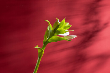 beautiful green plant with white buds on a dark red background and hard shadows. 