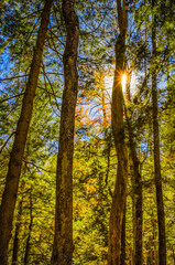 Autumn forest solitude with sunrays at Smoky Mtns NP  Tennessee