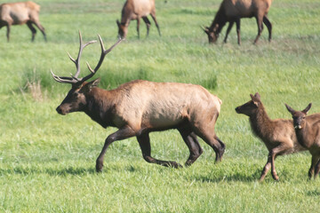 A Roosevelt Elk Buck walking among the herd.