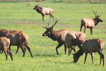 Naklejka na ściany i meble A Roosevelt Elk Buck walking among the herd.