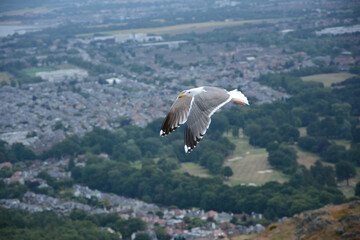 Fototapeta na wymiar A flying seagull at the top of Arthur's seat in Edinburgh