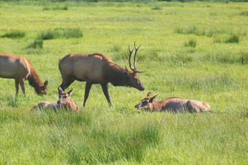A Roosevelt Elk Buck walking among the herd.