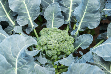 Broccoli close-up on a green cabbage patch. Background
