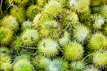 Langhaargurke, Cucumis Hirsutus, Ziergurken, Gurke, Dekoration, Herbst, Herbstfest, Kürbisernte,...