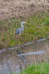 great heron