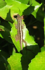 Brown tropical lizard resting on a green leaf in Florida wild