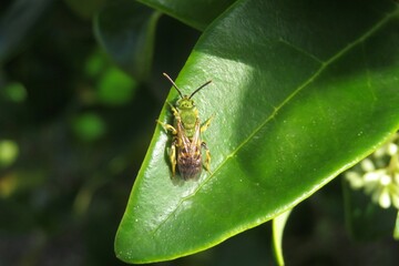 Green tropical sweat bee on leaf in Florida wild, closeup