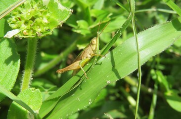 Green grasshopper on grass in Florida wild