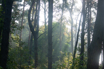 mgła w przejrzystym lesie - obrazy, fototapety, plakaty