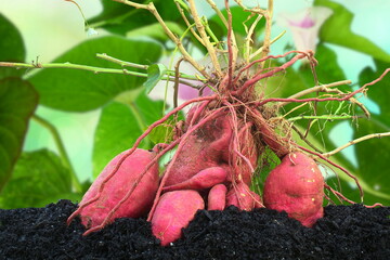 fresh red purple sweet potato root Ipomoea batatas plant growing in organic soil in garden	