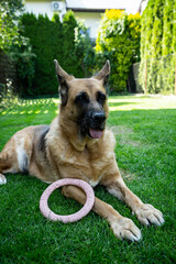 German Shepherd dog lay on grass in garden, aduld pet