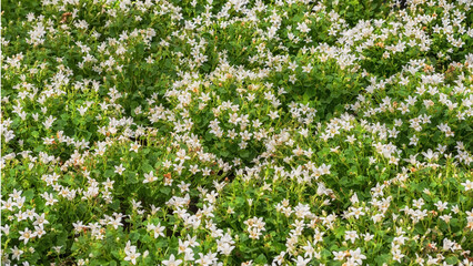 Dalmatian Bellflower White Get Mee. Flowers for gardens, parks, balconies