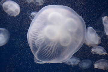 Poisonous jellyfish swimming in the sea
