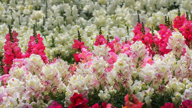 Antirrhinum, dragon flowers, snapdragons and dog flower. Ornamental plant for borders, gardens, parks, terraces and as a cut flower