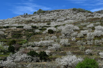Cherry blossom landscape, Jerte Valley, Spain
