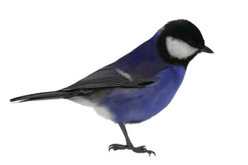standing blue tit isolated on white
