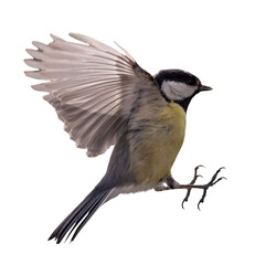 Obraz premium isolated small yellow tit in fast flight