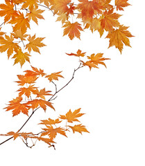 maple branches with autumn leaves isolated on white