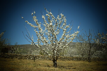 Obraz na płótnie Canvas Cherry blossom landscape, Jerte Valley, Spain