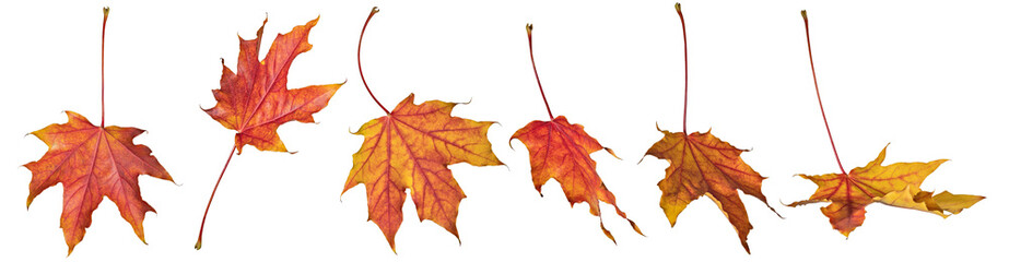 six red autumn leaves of maple tree on white