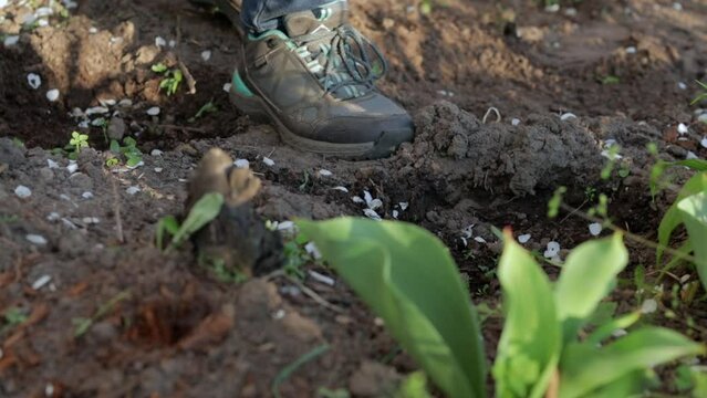 The gardener rakes the soil for planting. To work in the garden. Women's hands in gloves hold a garden tool and loosen the ground, caring for and growing garden plants. Plant a plant in the garden.