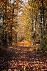 Obraz premium Autumn landscape. Yellow, red, orange and brown leaves. Fall foliage during autumn season with warm sunlight in the forest.