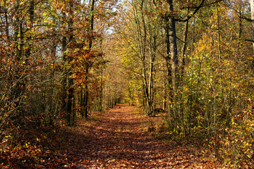 Fototapeta na wymiar Autumn landscape. Yellow, red, orange and brown leaves. Fall foliage during autumn season with warm sunlight in the forest.