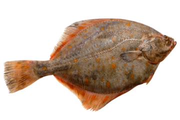 Plaice fish