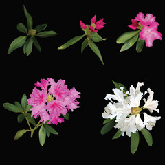white and pink rhododendron flowers isolated on black