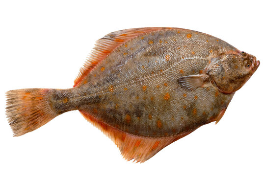 Plaice fish