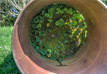 Plants growing inside rusty abandoned barrel thrown away in nature