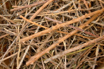 Stack of cut brambles branches, spiked branches background.