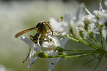 Guêpe butinant une sommité fleurie